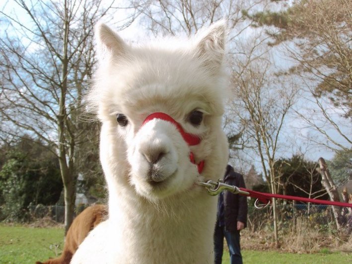 Alpaka mit Maulkorb, Oberberg Fachklinik Wasserschlösschen