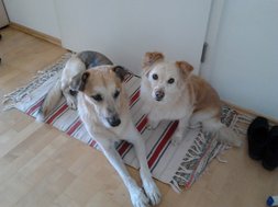 Artikel Tiergestützte Therapie Zwei Hunde auf dem Boden