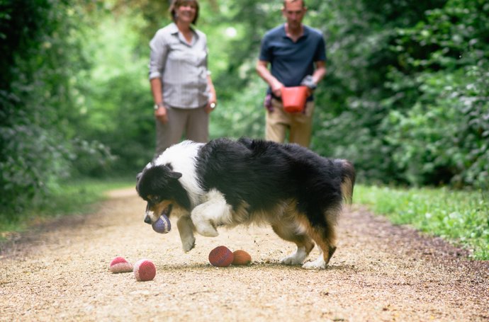 Burnout - Ein Hund, der im Vordergrund mit Bällen spielt und zwei Menschen im Hintergrund