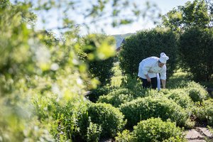 Koch Koch sucht Essen im Kräutergarten