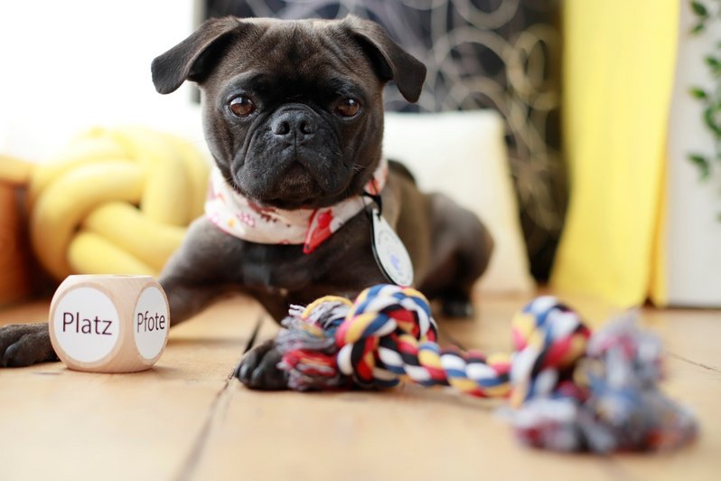 Therapiehund liegt entspannt da