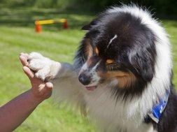 Artikel Tiergestütze Therapie Hund gibt Pfote