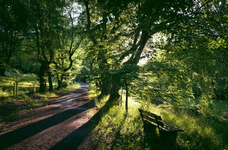 Therapie-Dreiklang Sandweg führt durch waldartige Landschaft, am rechten Wegesrand steht eine Holzbank.