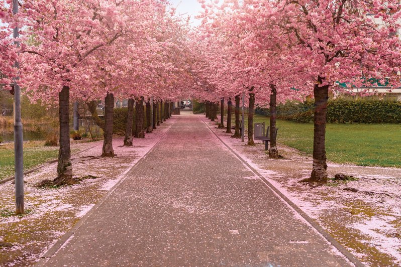 Kirschblütenbaum Weg Oberberg Fachklinik Düsseldorf Kaarst