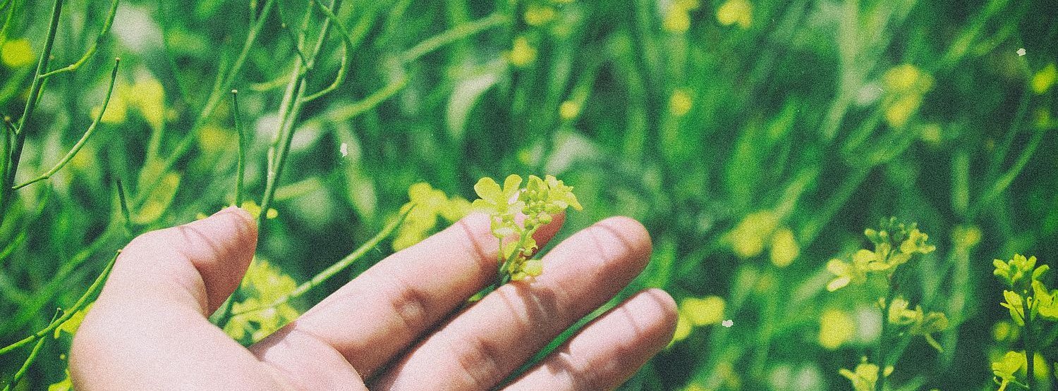 Artikel Schizophrenie: Hand in einem Blumenbeet