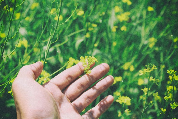 Frühjahrsmüdigkeit & Frühjahrsdepression: Symptome, Unterschiede & Auswege Artikel Frühjahrsmüdigkeit Hand in Blumenbeet