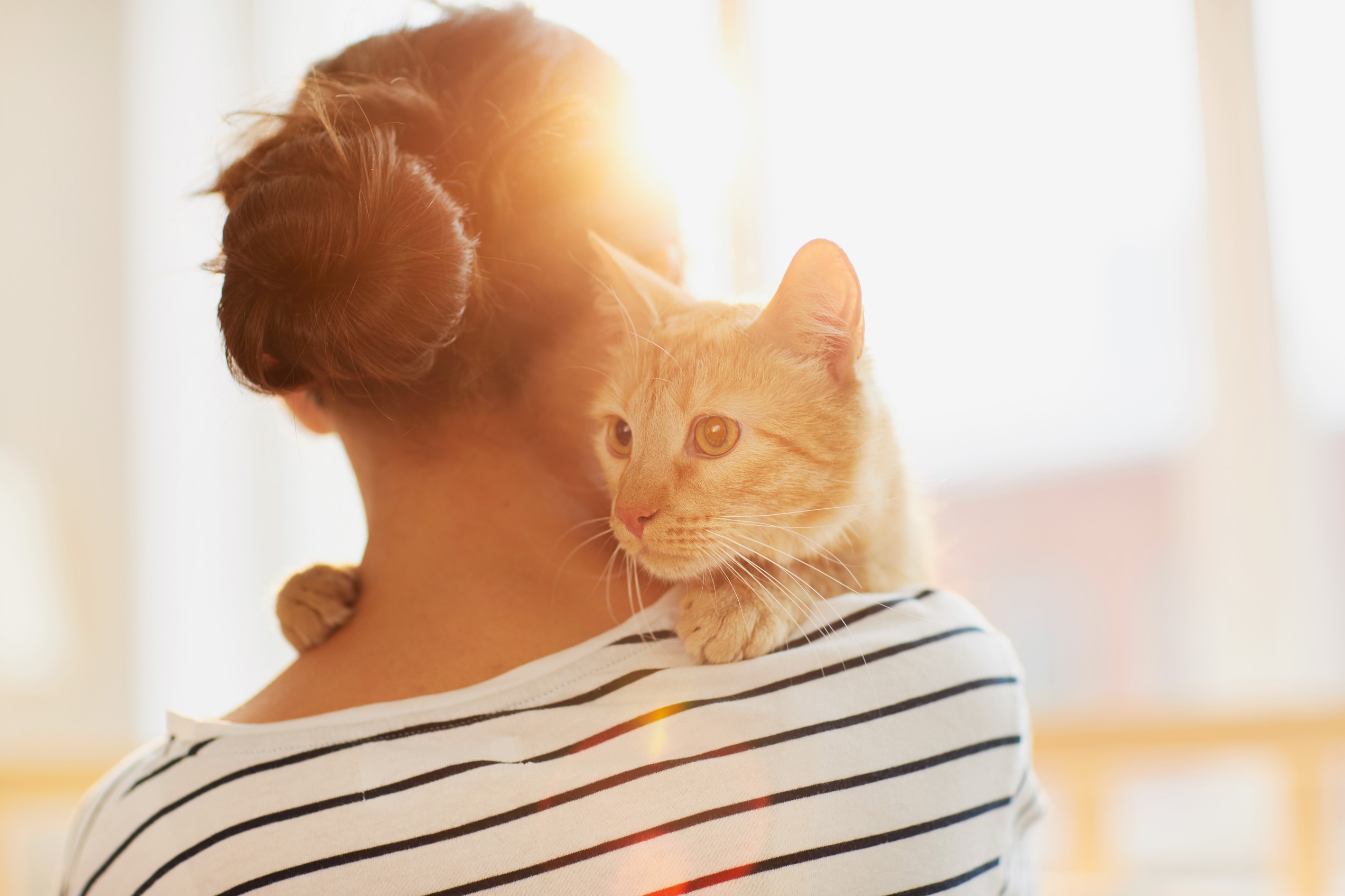 tiertherapie mit katzen tiertherapie mit katzen